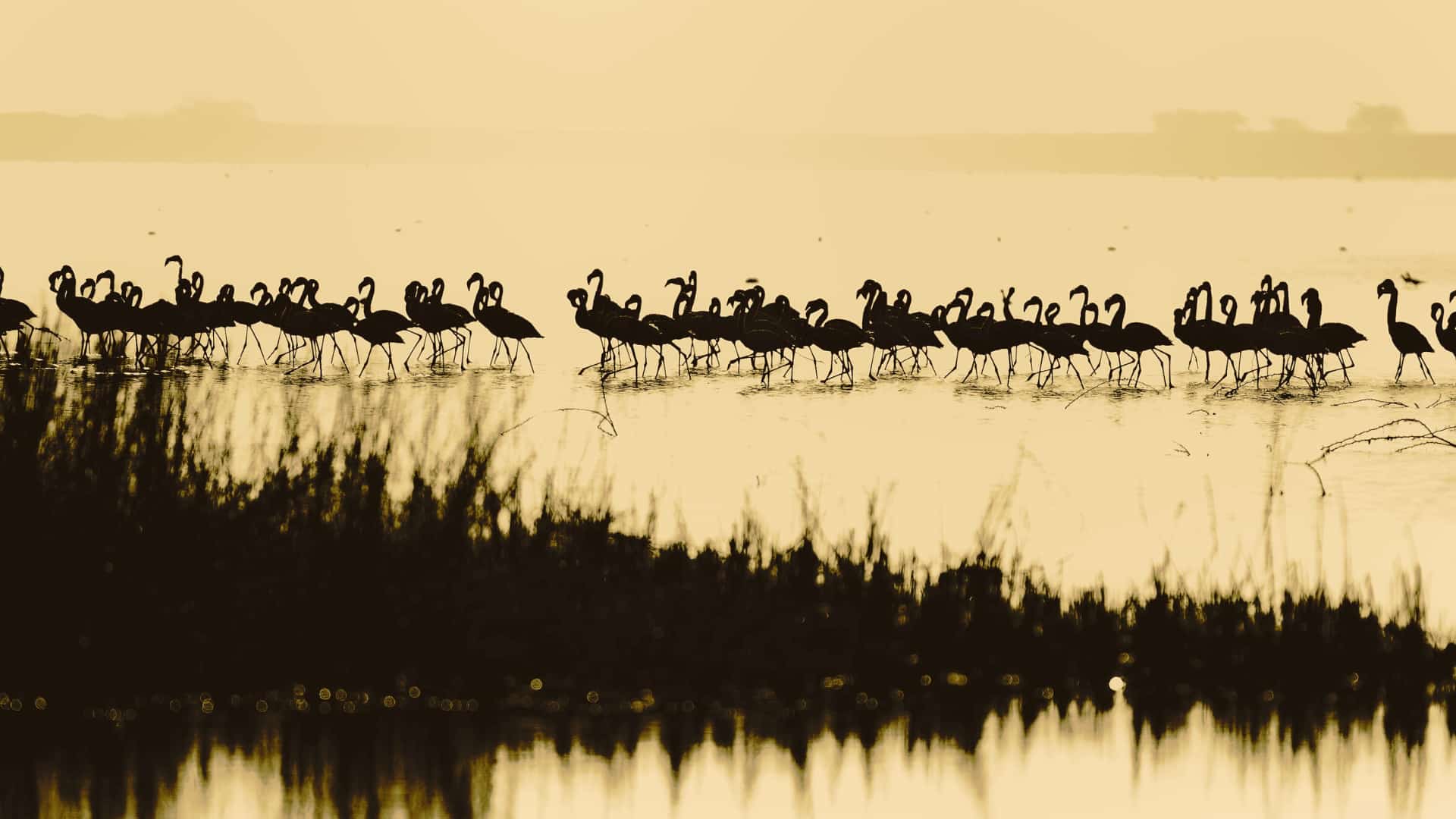 AVA-ASAJA reclama a las administraciones ayuda ante la multiplicación de flamencos en los arrozales de La Albufera