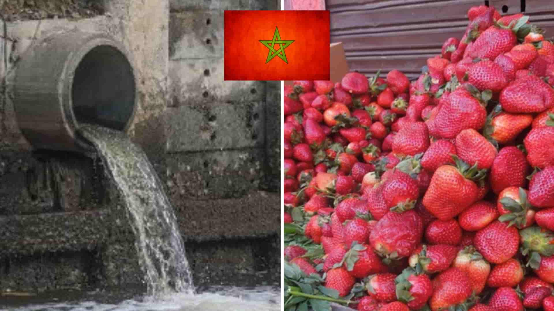 Detectado otro cargamento de fresas marroquíes infectadas con hepatitis-A