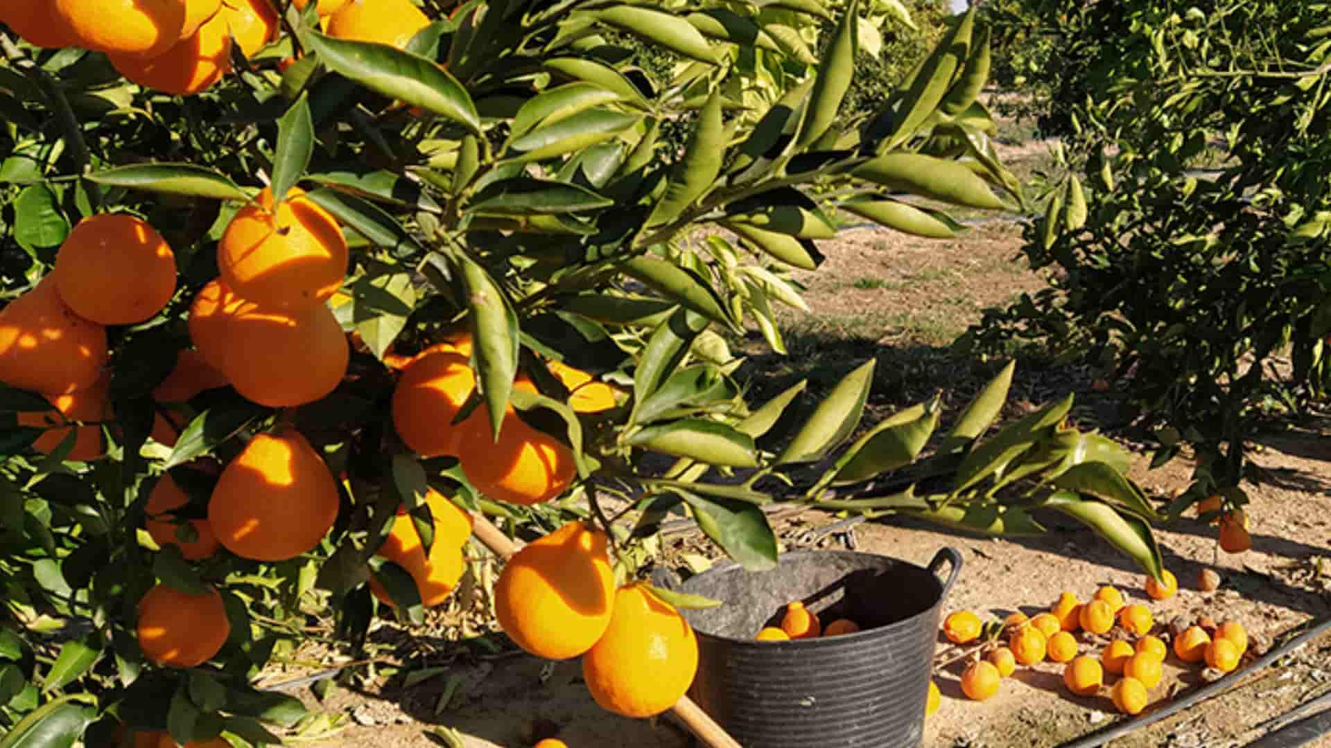 AVA-ASAJA pide a las Administraciones españolas que investiguen la caída brusca del 30% de precios de los cítricos