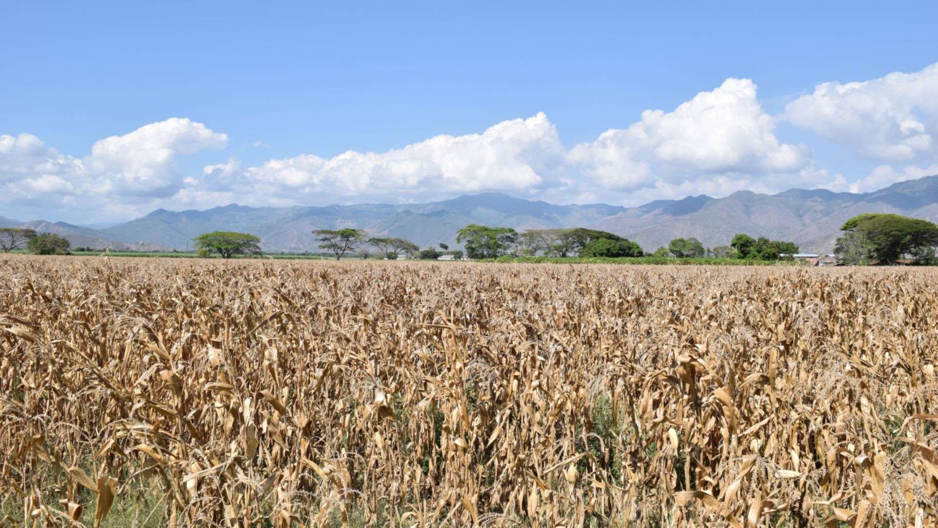 trigo_cultivo_Ucrania_España_agricultura