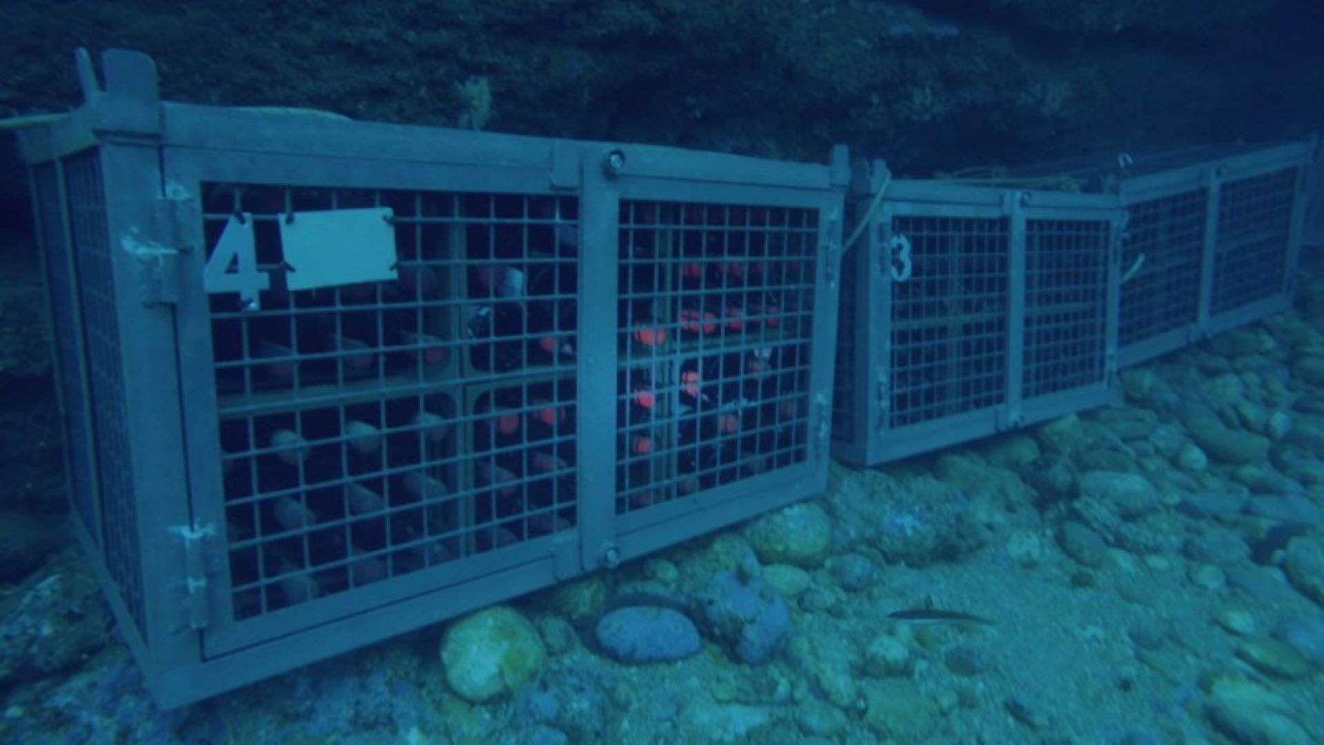 Jaula-en-la-bodega-submarina Jaula-en-la-bodega-submarina