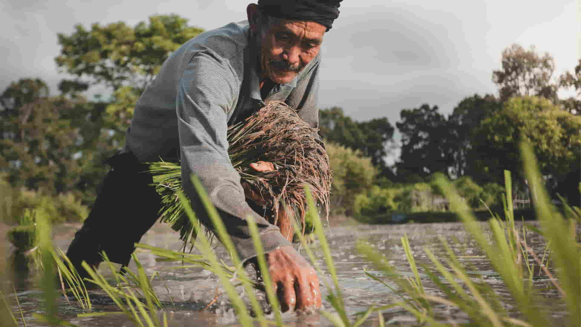 asiático cosechando arroz