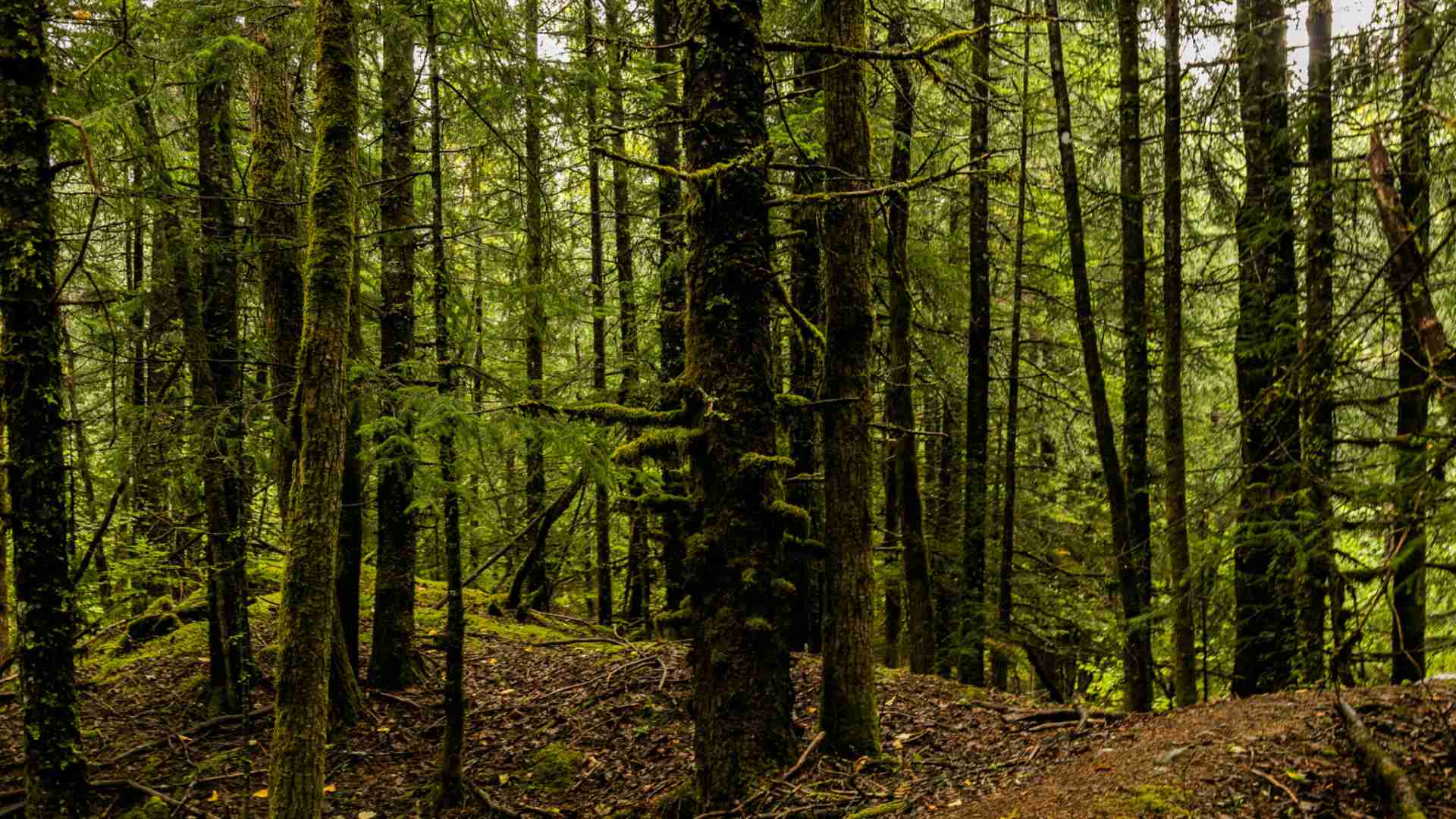 Atribuir el cambio climático solo al hombre está generando ‘ecoansiedad’
