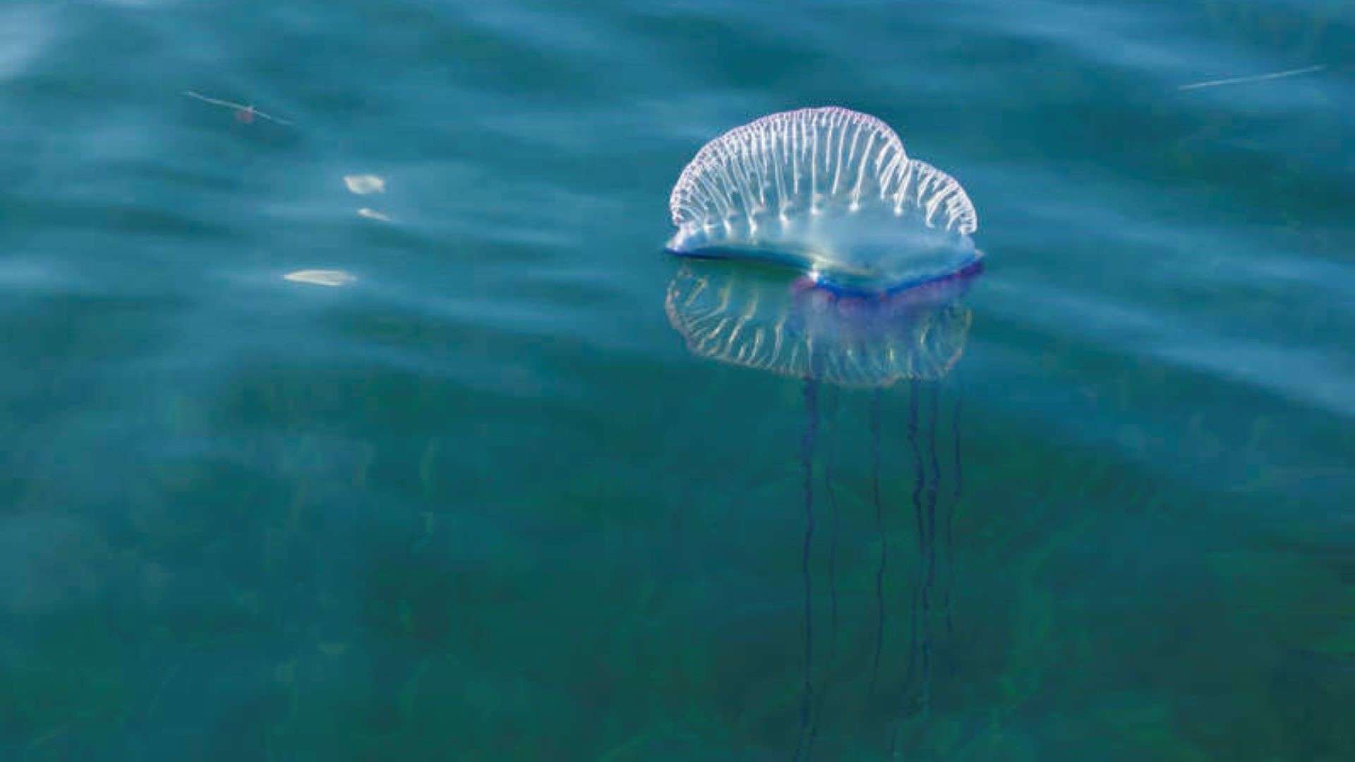 Playas de España donde se ha visto la temida carabela portuguesa
