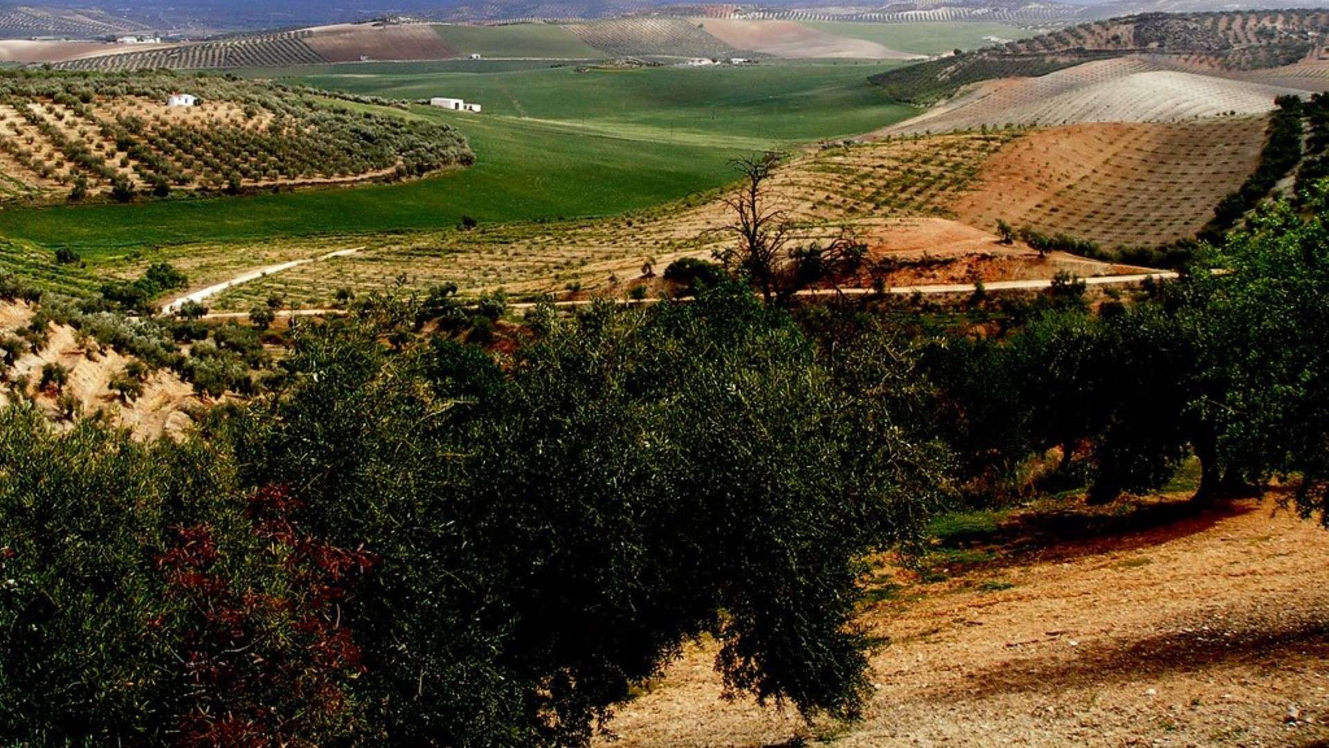 El ‘exprópiese’ se hace realidad en el campo andaluz con el Gobierno de Pedro Sánchez