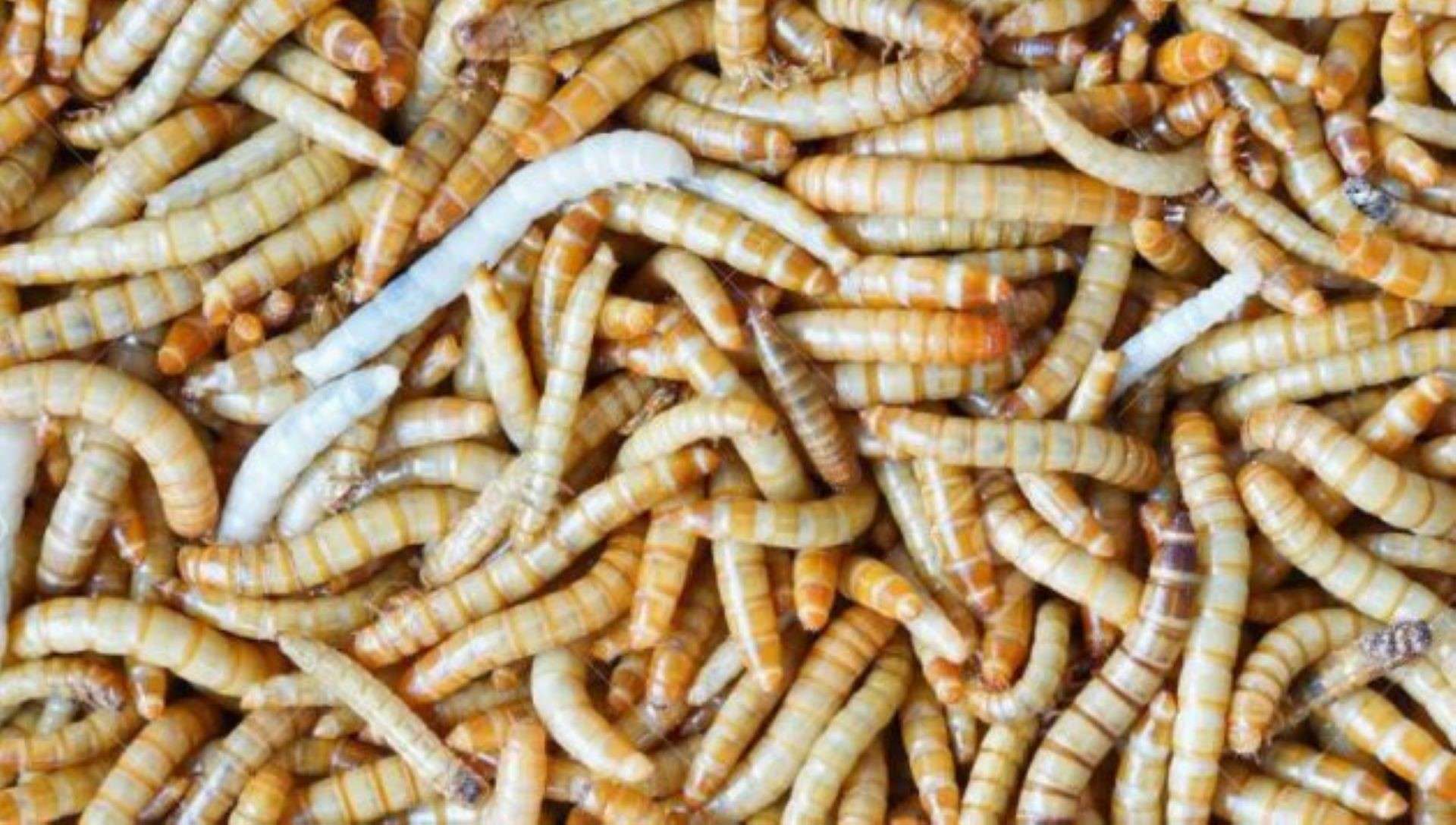 harina-de-gusanos harina de gusano