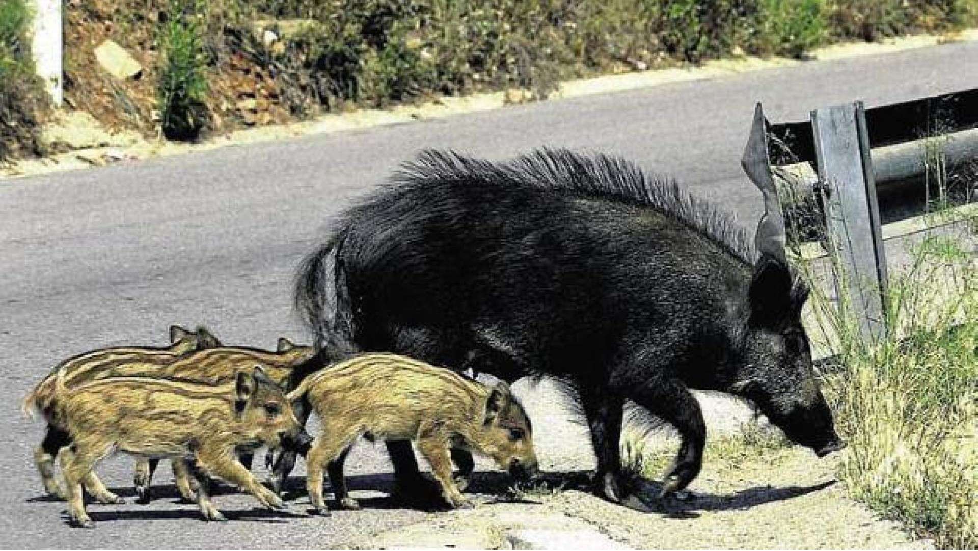 Emergencia por superpoblación de jabalíes en 124 municipios madrileños