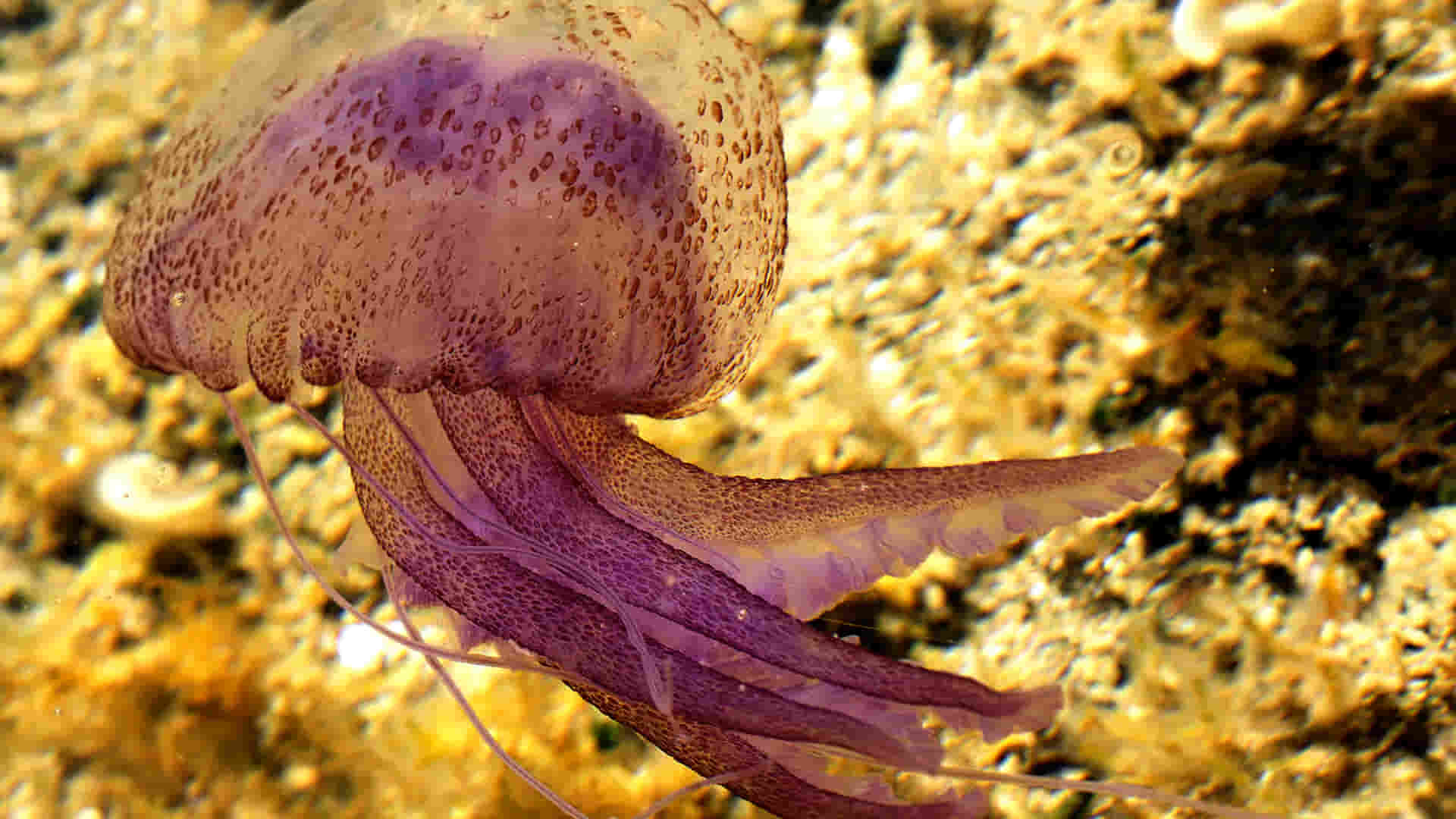Medusa Pelagia Noctiluca
