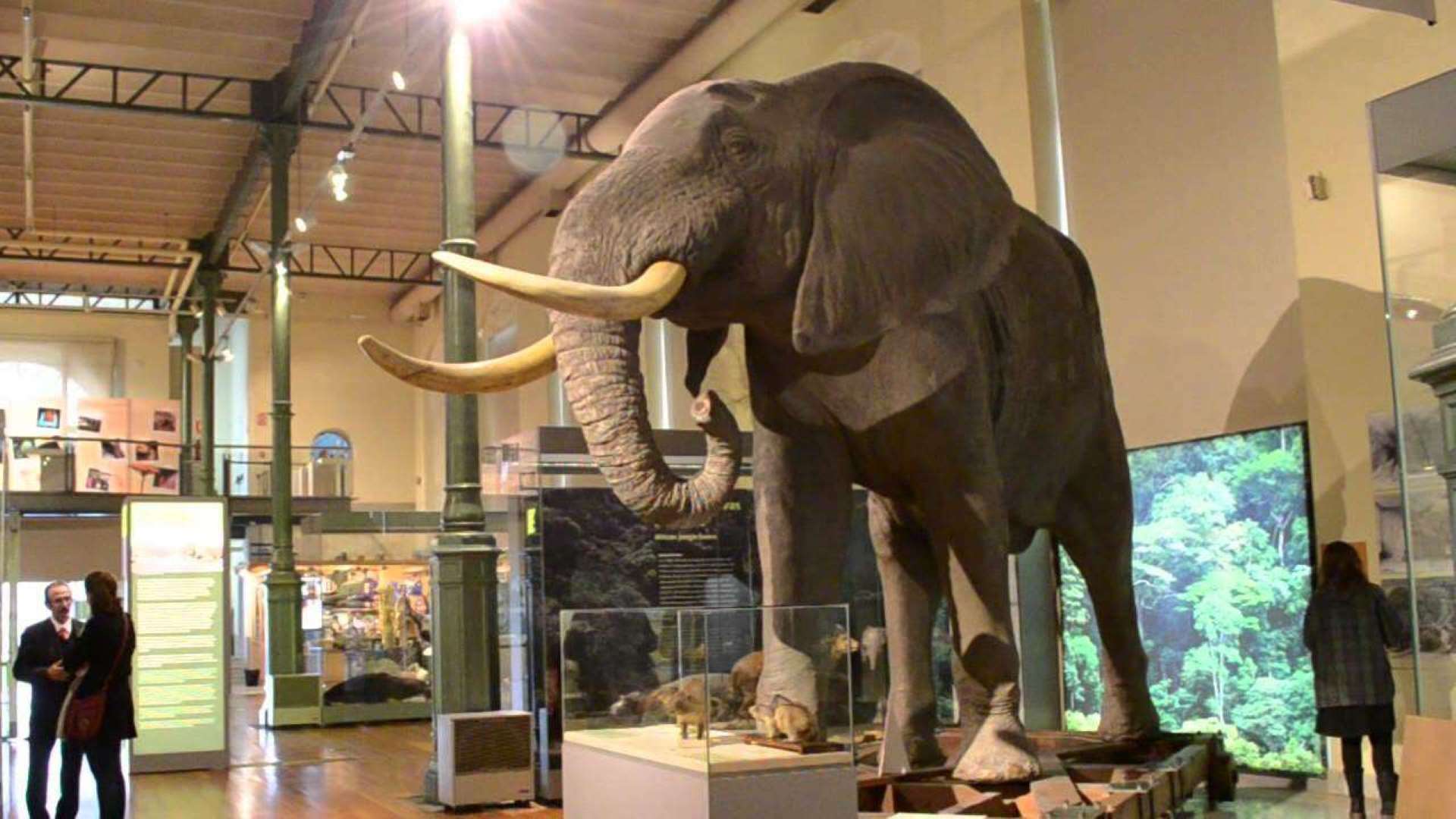 Museo de Ciencias Naturales/La Guía