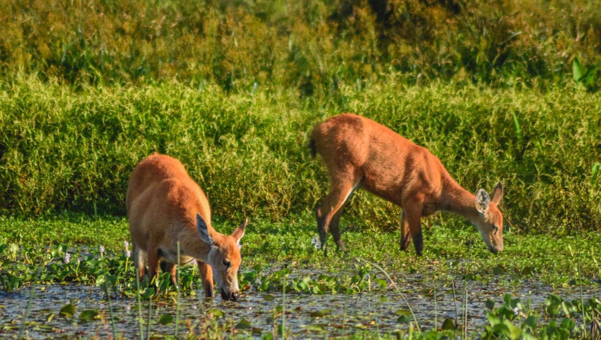 Ciervos pastando/Flickr