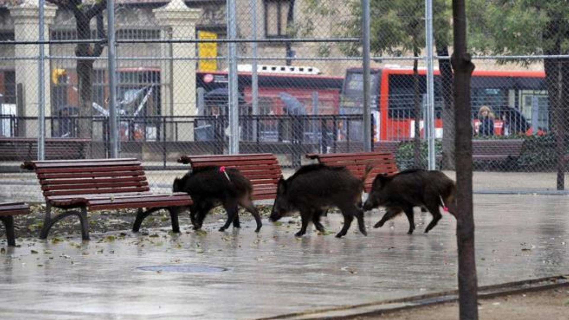 Invasión de jabalíes descontrolados en Madrid gracias a los ‘ecologetas’