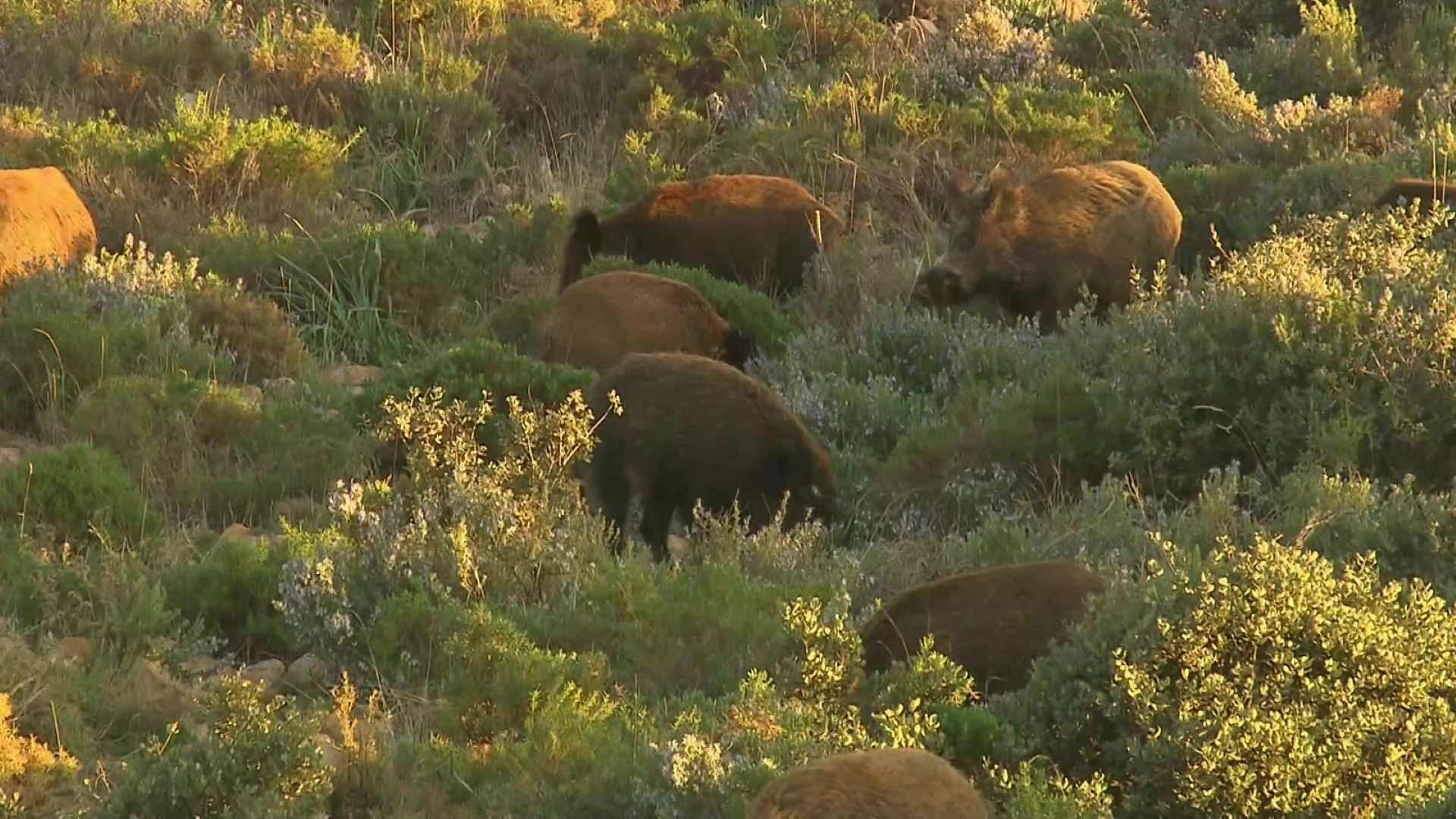 Familia de jabalíes/RTVE