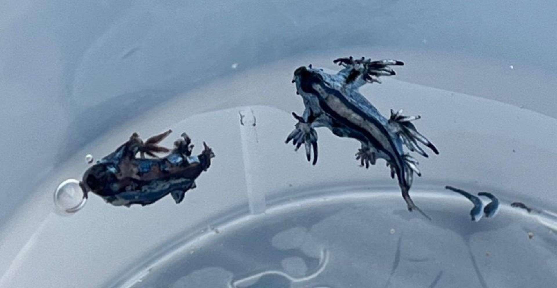 Dragones azules/Vega Baja