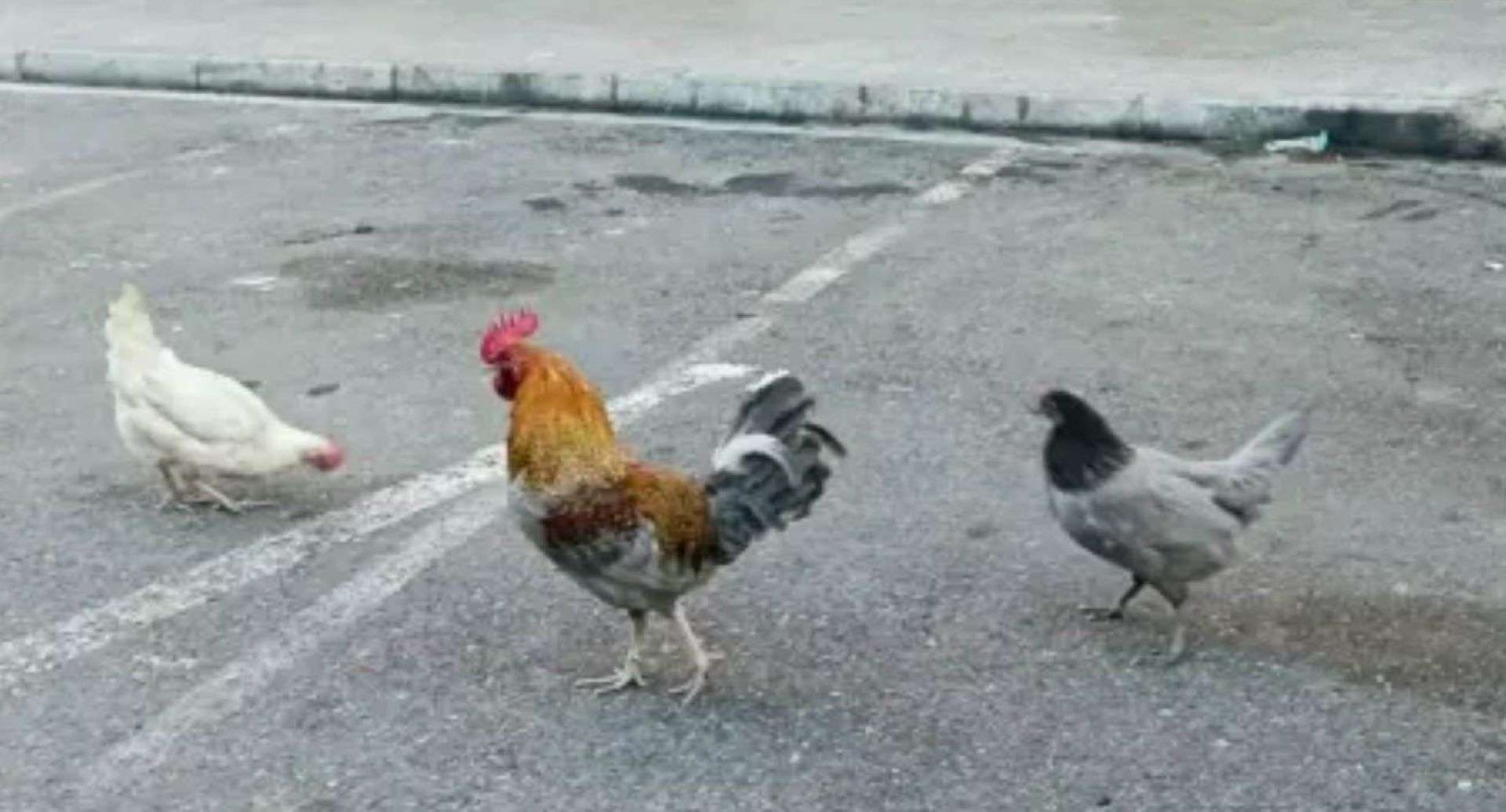 Gallinas en Torrevieja/Marca