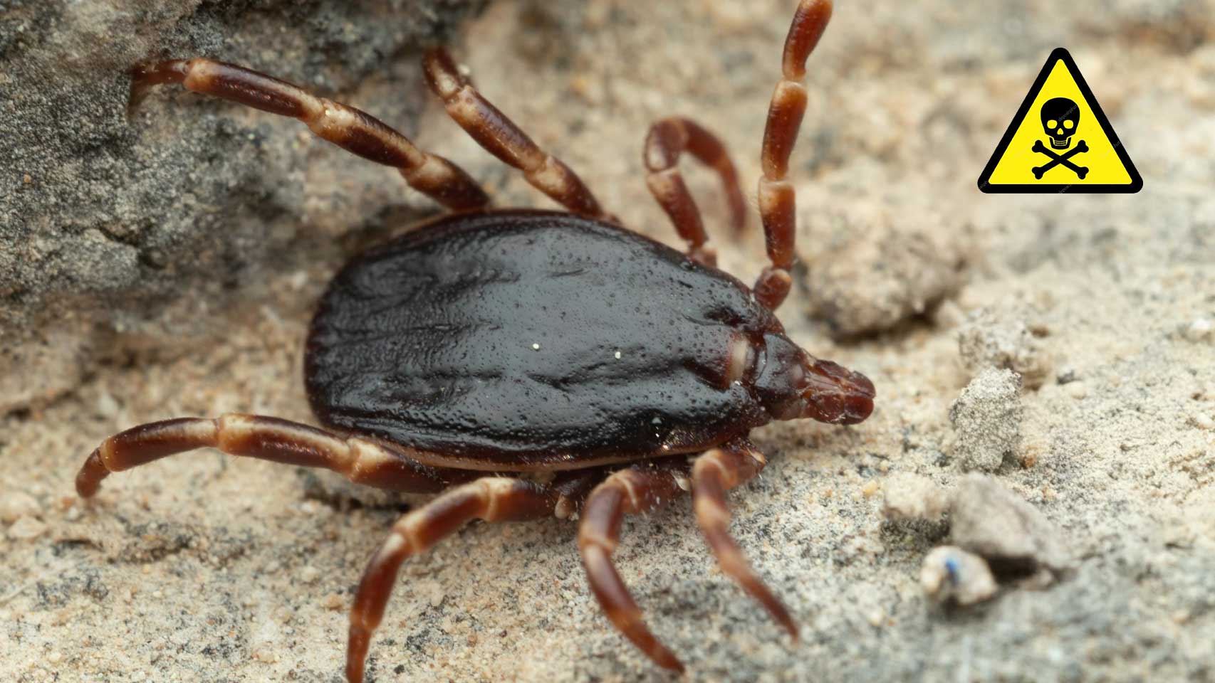 garrapata vinculada al virus hemorrágico de Crimea-Congo