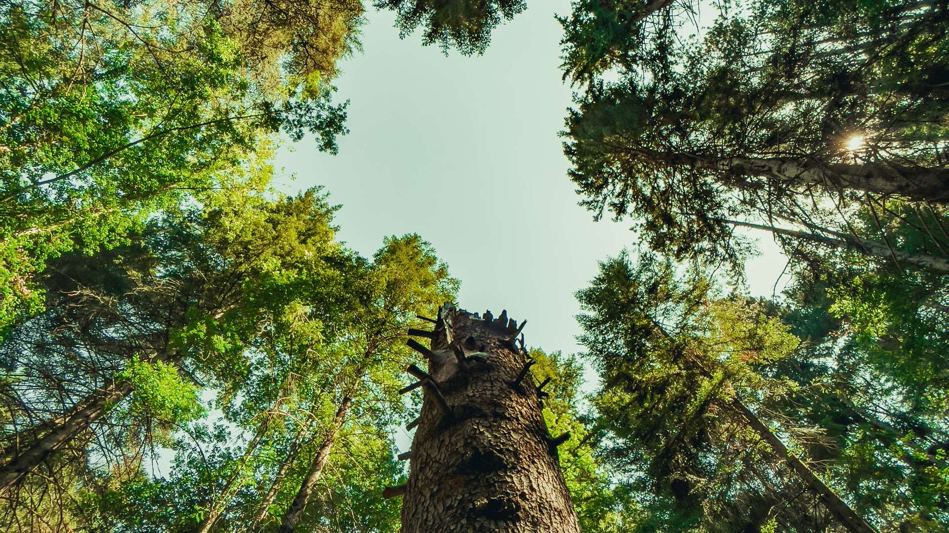 gestión forestal-RTVE Gestión forestal/RTVE