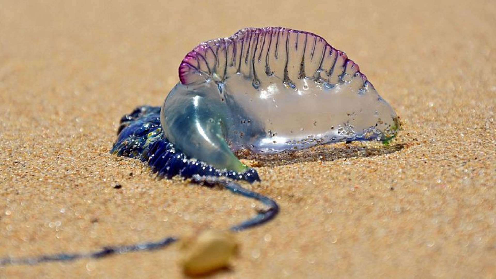 Carabela portuguesa/RTVE