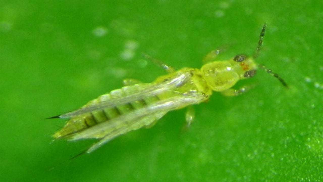 Plaga de trips de Sudáfrica, Scirtothrips aurantii