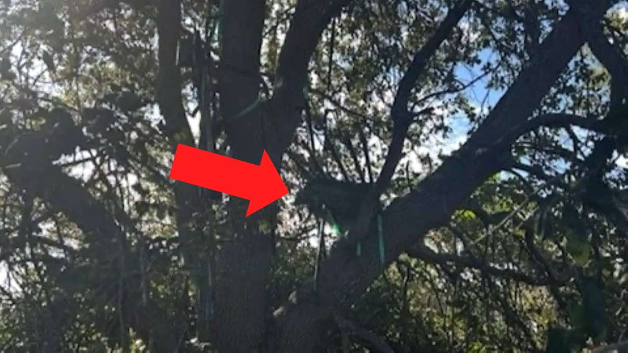 Puesto de caza frente al aeropuerto