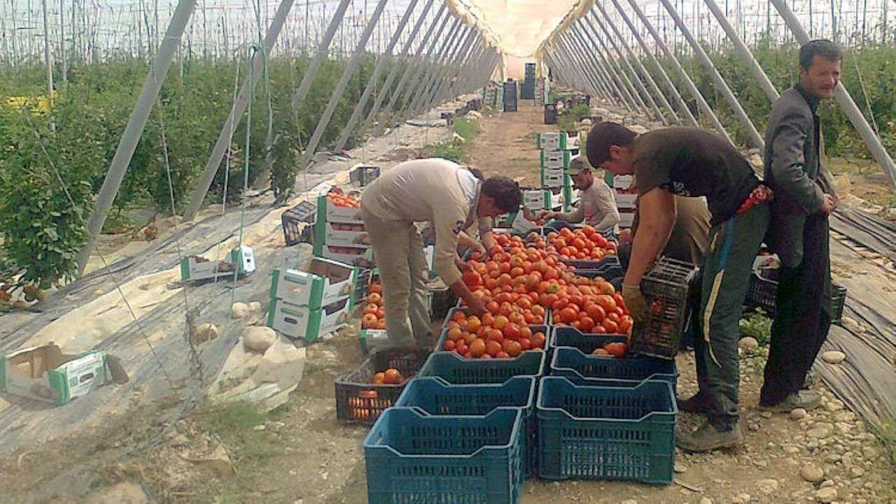 Invernadero de tomates de Marruecos/Hortoinfo