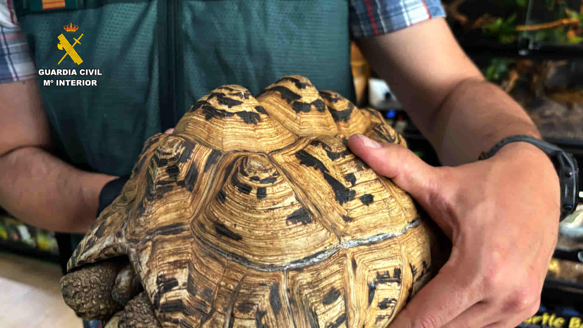 Animal rescatado de una falsa ONG que traficaba con la fauna