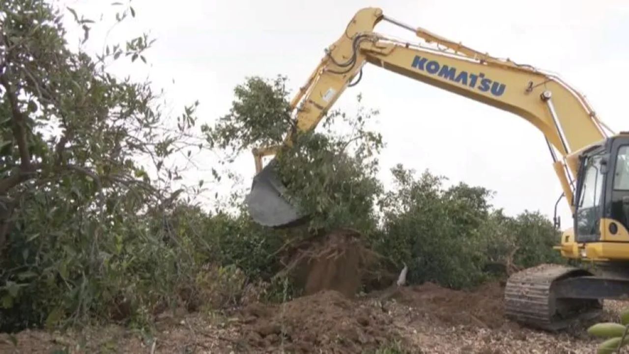 Agricultores, obligados a arrancar naranjos ante la invasión de cítricos baratos de Marruecos y Sudáfrica