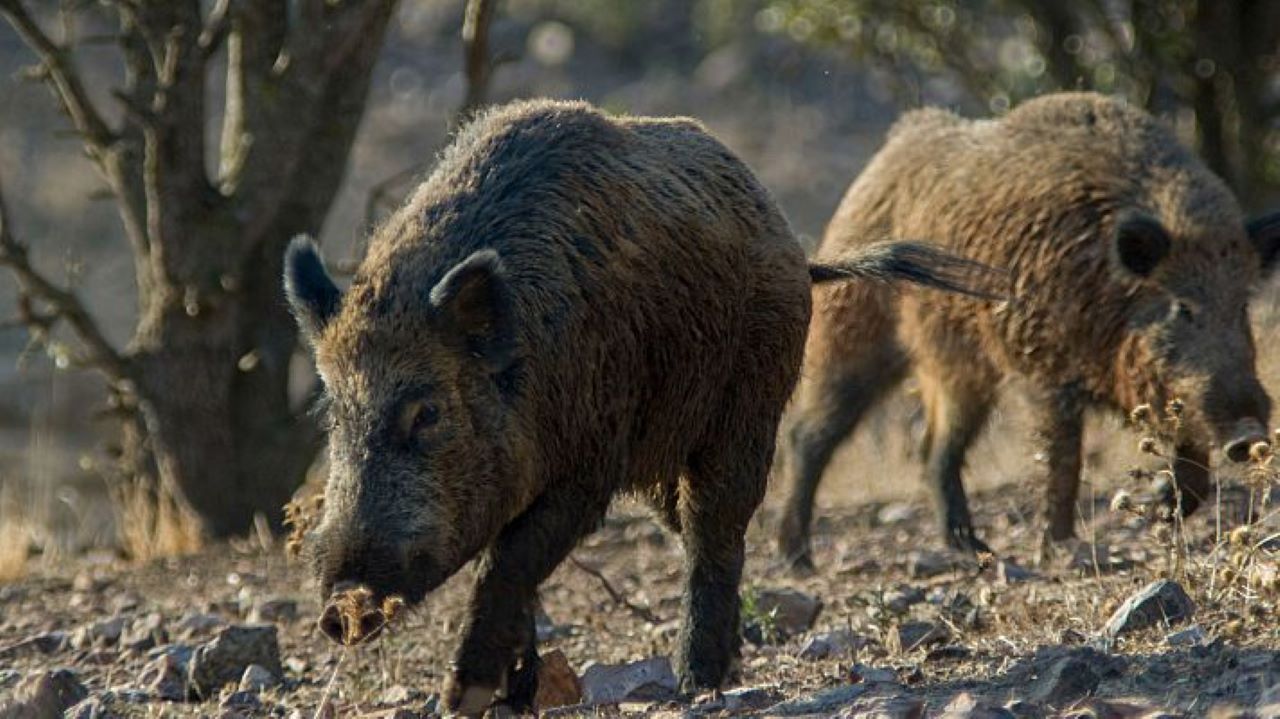 Posible ‘fuga’ de laboratorio en el brote de peste porcina como advirtió VOX