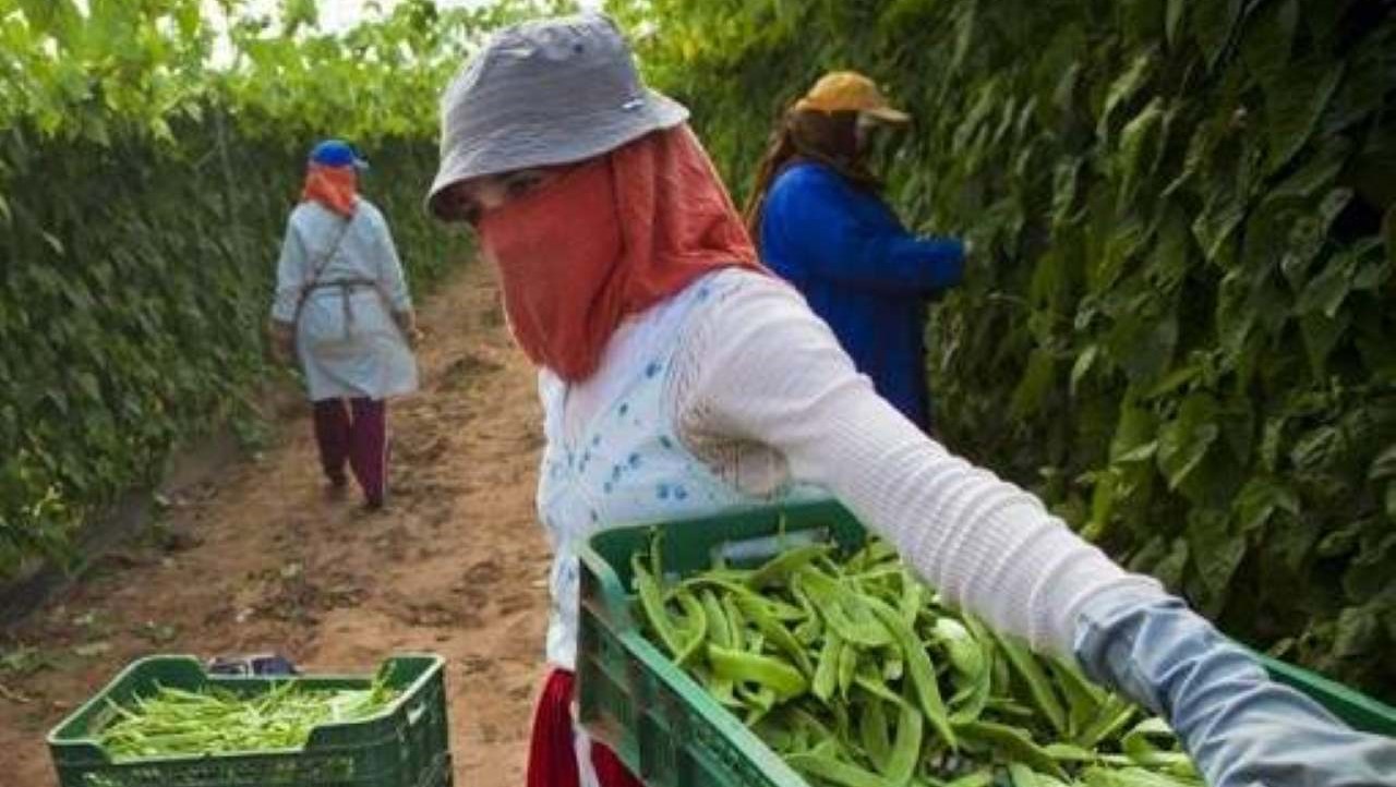 Marruecos frutas Bruselas FyH Agricultoras marroquíes tapadas hasta las cejas mientras sudan como coballas/FyH