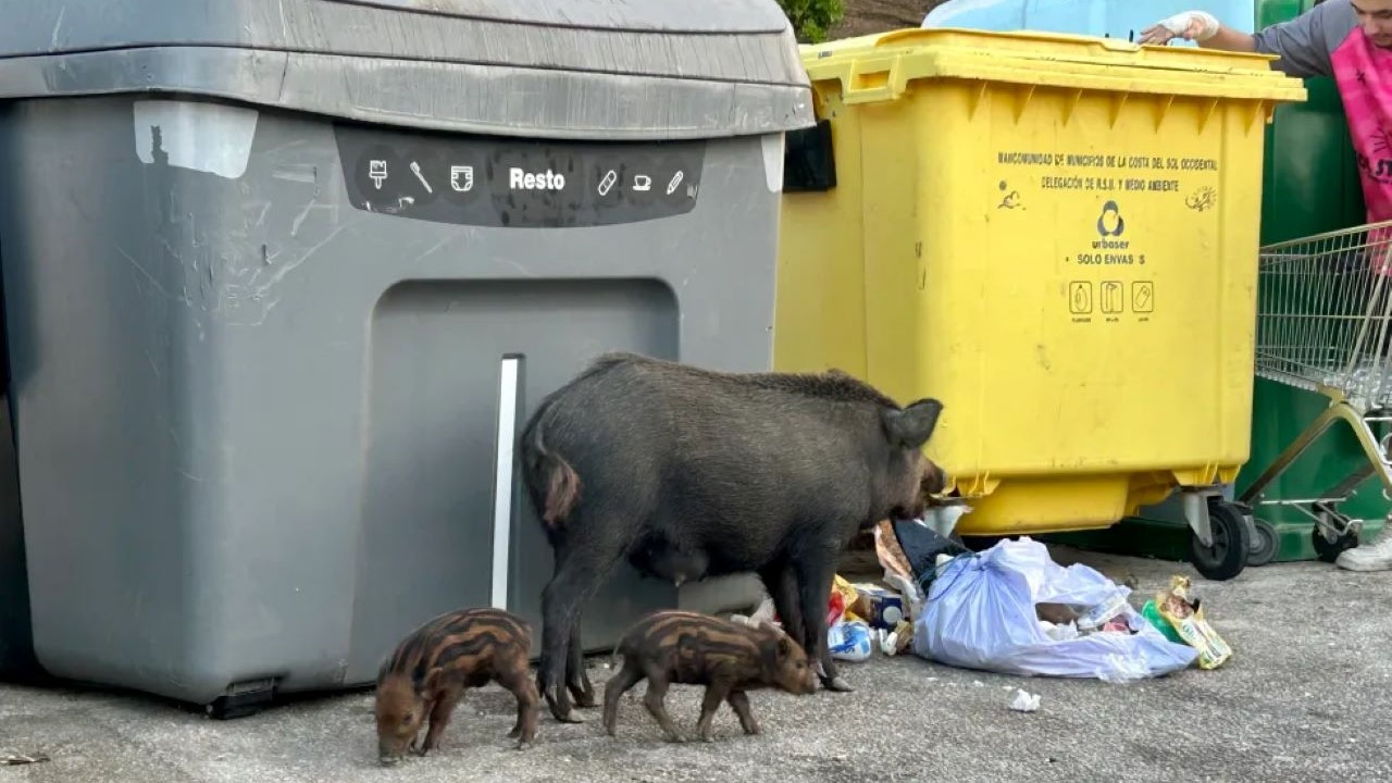 PACMA y la peste porcina/EFE