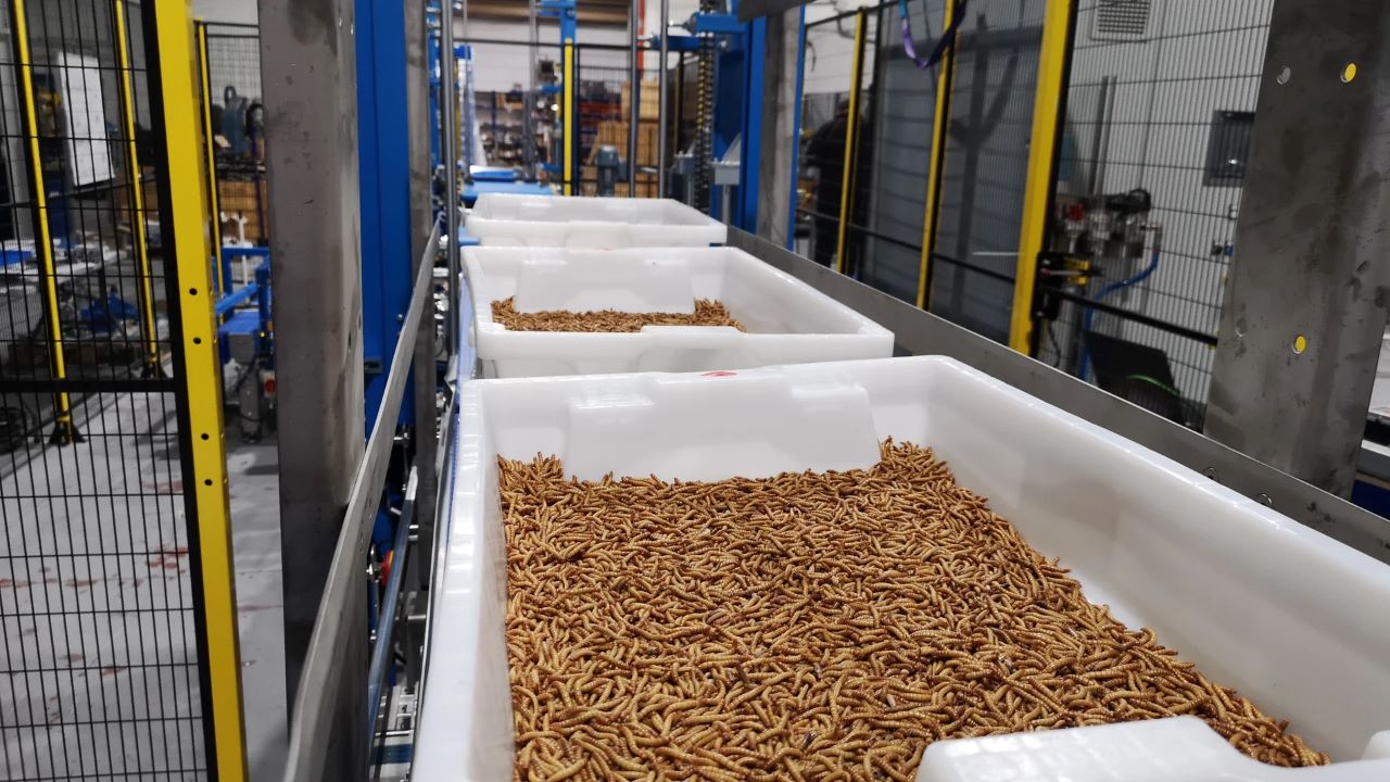 Las élites globalistas ya imponen las granjas de insectos en España