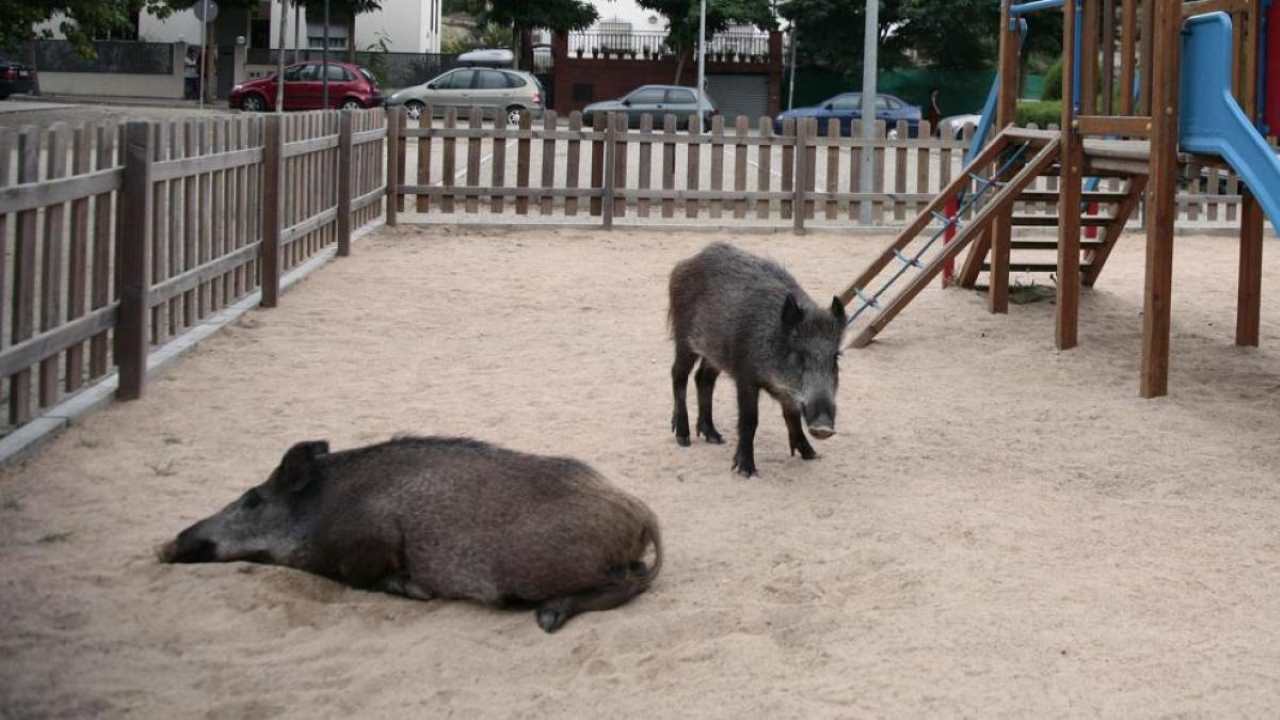El inicio de la peste porcina coincide con las pruebas de una vacuna anticonceptiva promovida por animalistas
