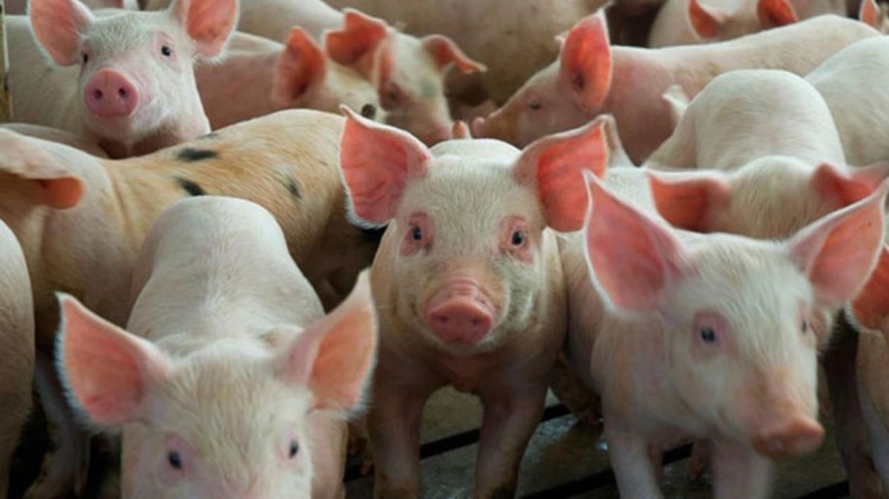 Cataluña sacrificará 30.000 cerdos sanos para mayor asfixia del sector agropecuario español