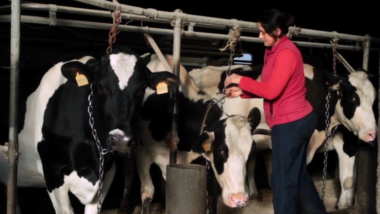Explotación ganadera en Galicia/Campo Galego