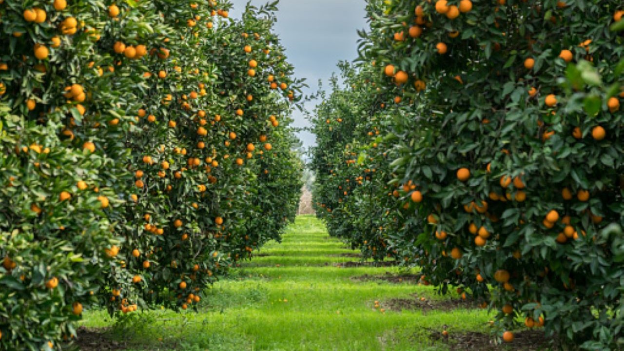 La naranja valenciana agoniza y se agrava por las importaciones sudafricanas