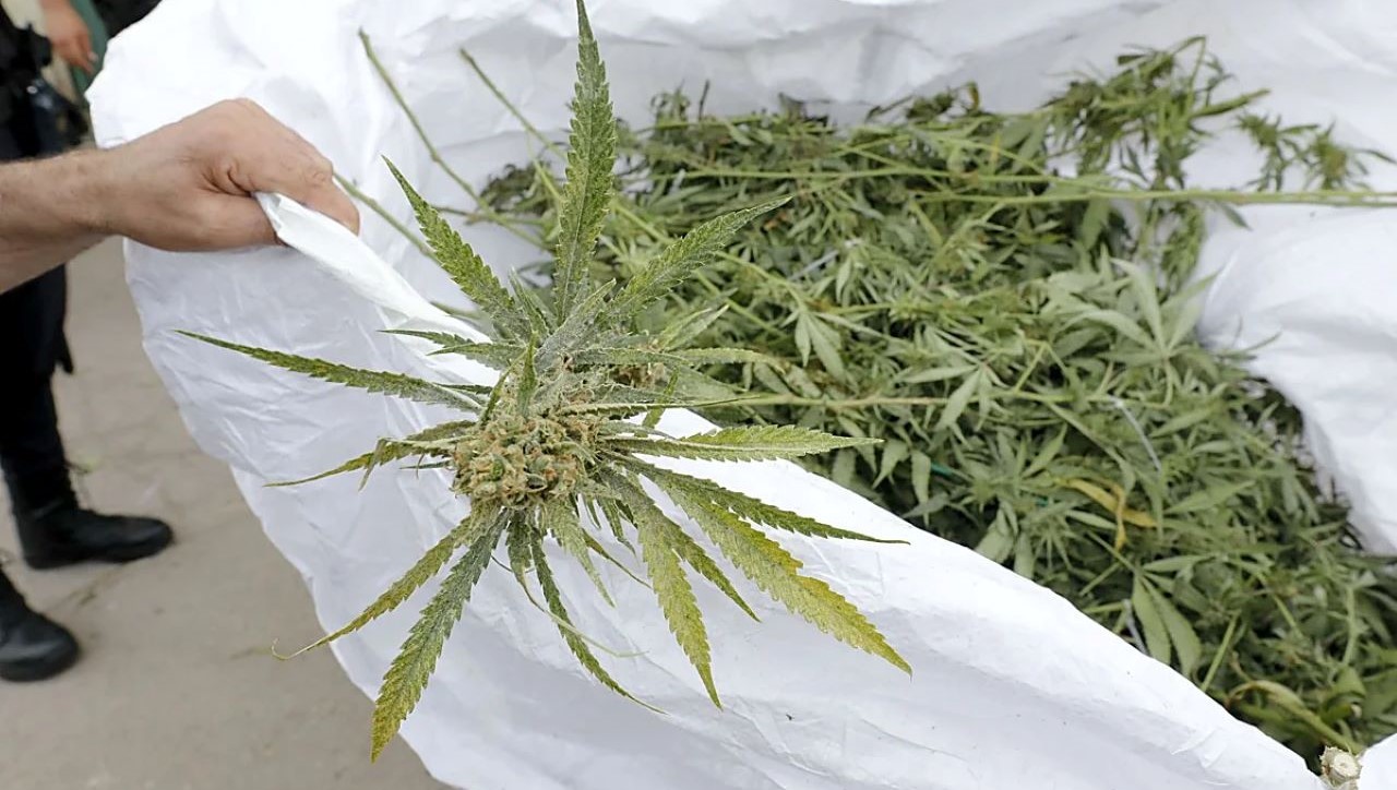 Marihuana de narcopisos/Cáceres Hoy