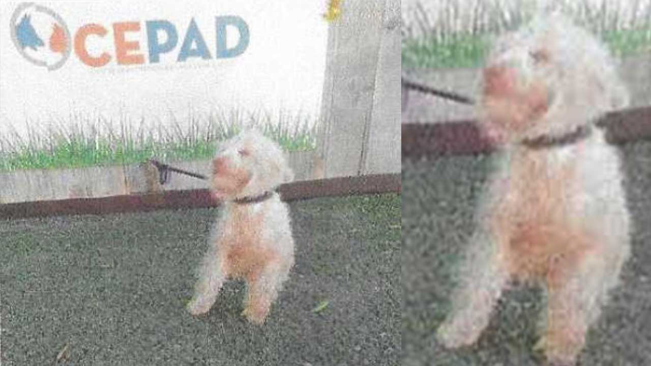 perra patera ibiza conflicto meta