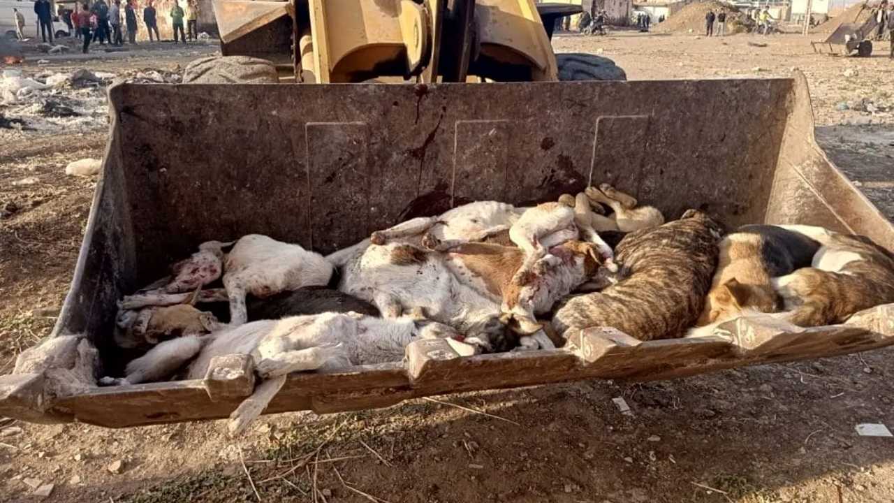 Marruecos quiere el exterminio total de perros callejeros ante el Mundial 2030