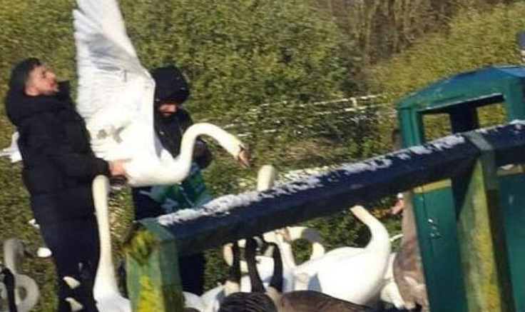 Varios musulmanes grabados en vídeo cogiendo cisnes y patos en Reino Unido e Irlanda para descuartizarlos y comérselos