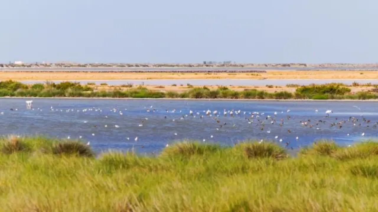 La Audiencia Nacional demanda al Ministerio ‘eco’ por los pozos ilegales que amenazan Doñana