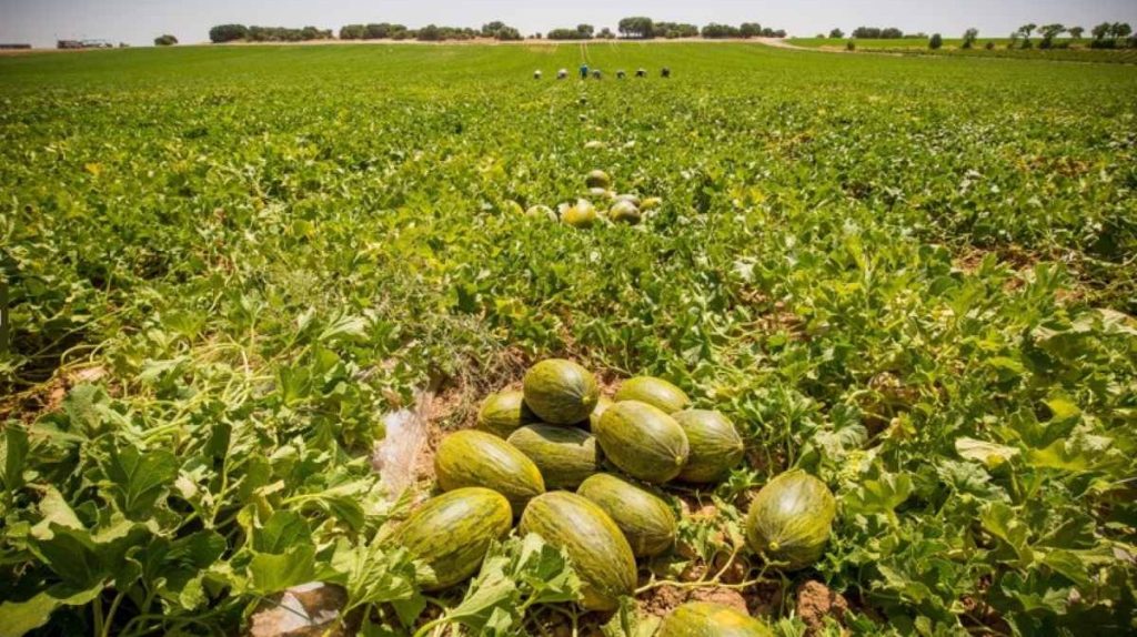 Egipto lidera las alertas alimentarias de la UE por residuos de pesticidas prohibidos en frutas y hortalizas
