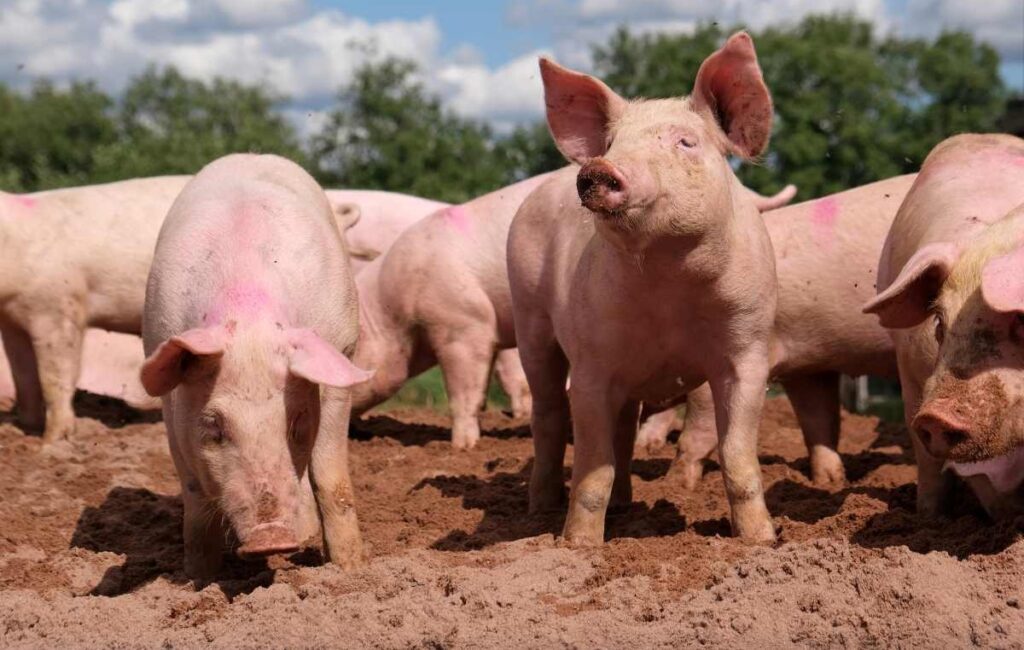 El porcino español se hunde: los ganaderos llevan casi un año perdiendo dinero por el desplome de las ventas a China